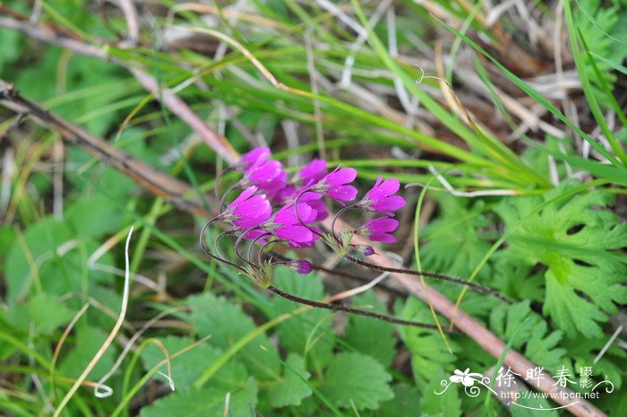 九里香花适合在室内养吗