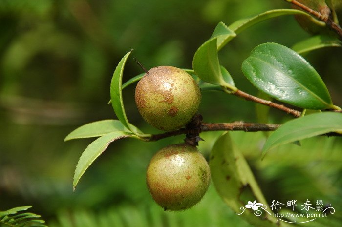 鲜花花卉图文推荐