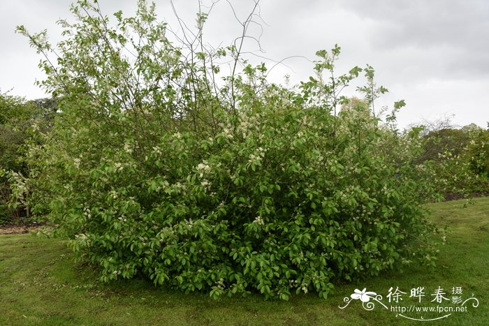 适合家里养的18种花