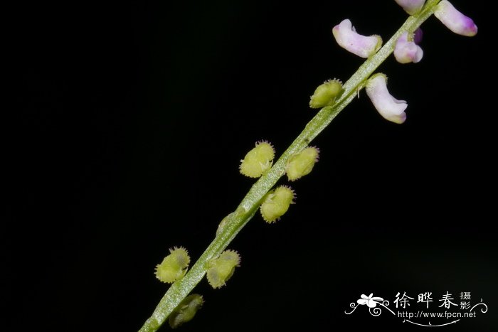 马缨花