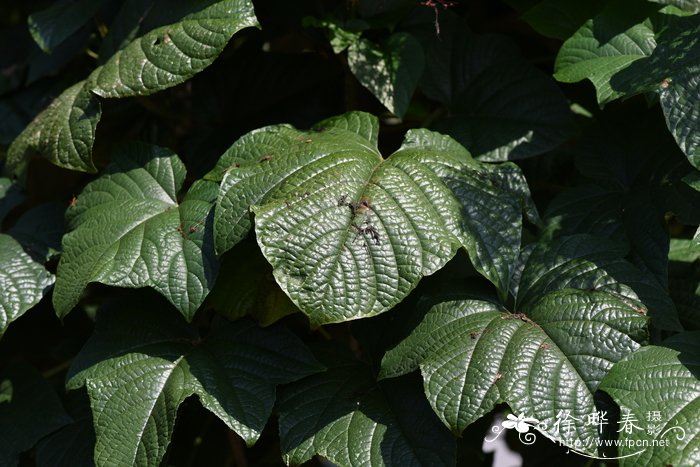 兰花鼠尾草