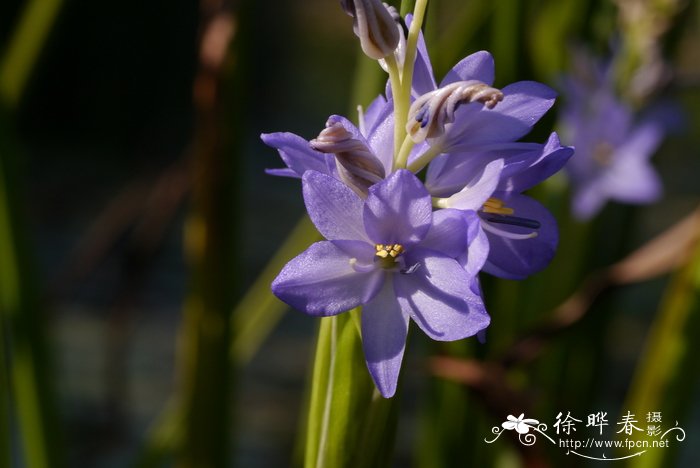 球蓝图片花卉