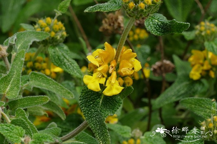 圣诞节送什么花