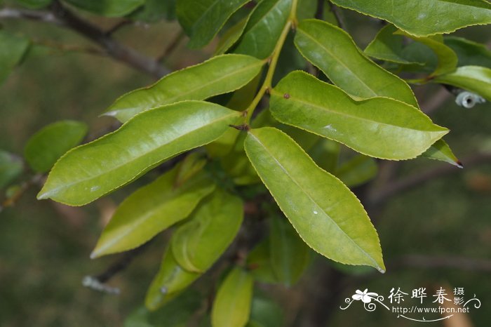 茉莉花的养殖方法和注意事项