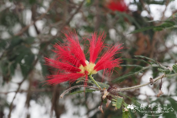 天堂花