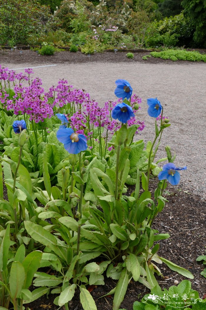 花毛茛花期