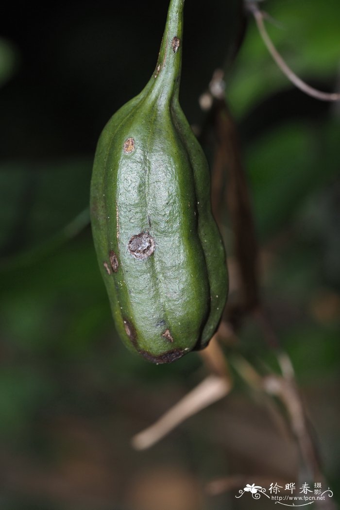 凤梨是菠萝吗