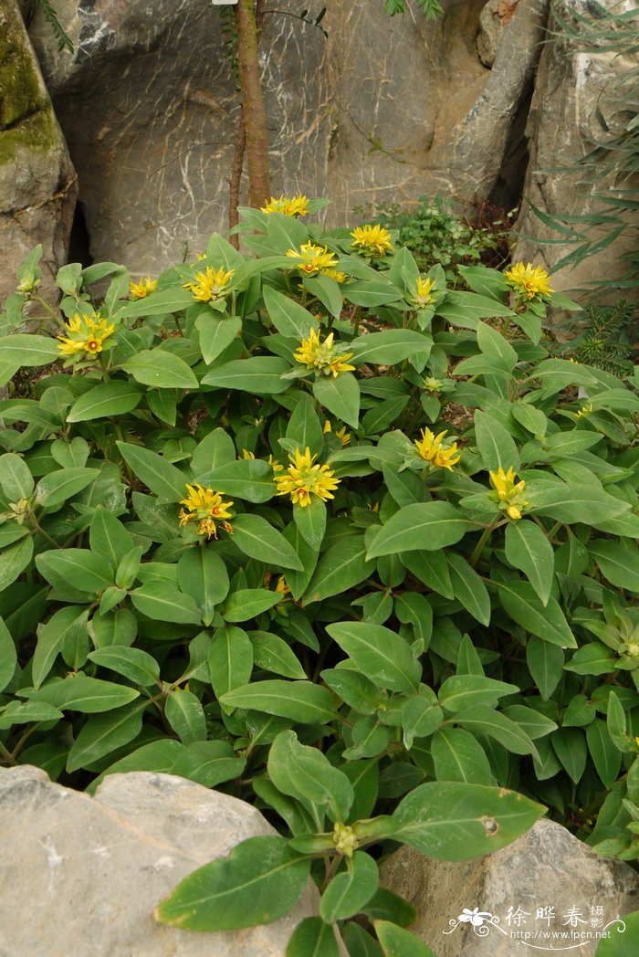 水仙花长什么样