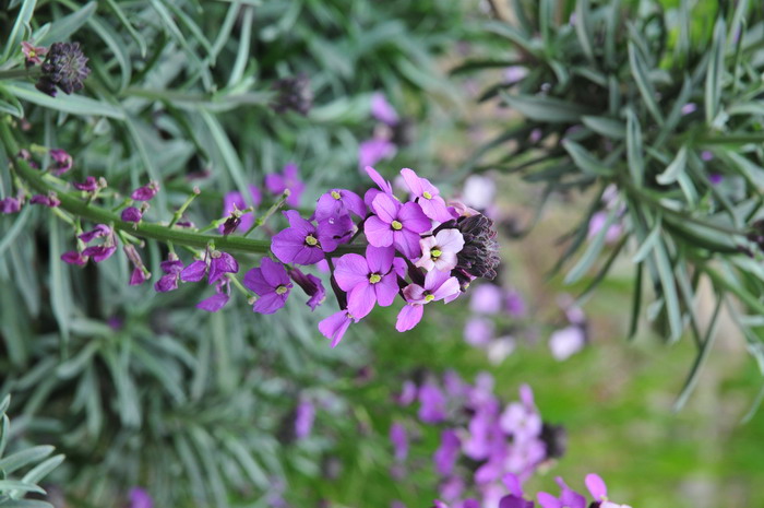 鲜黄花菜能吃吗