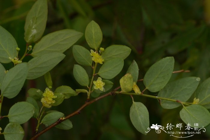 防蚊植物