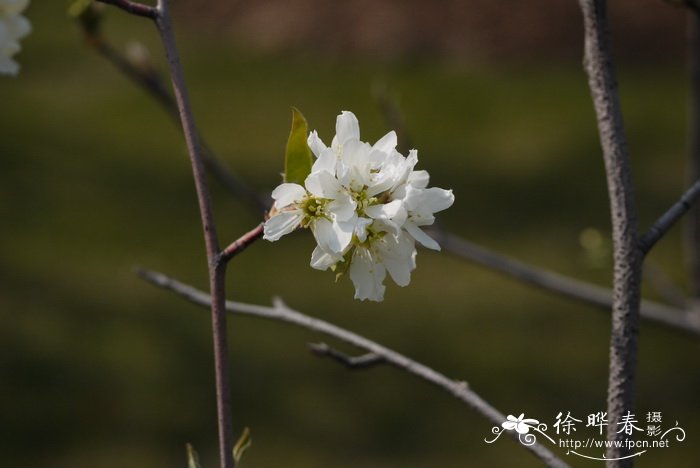 龙舌兰图片 植物