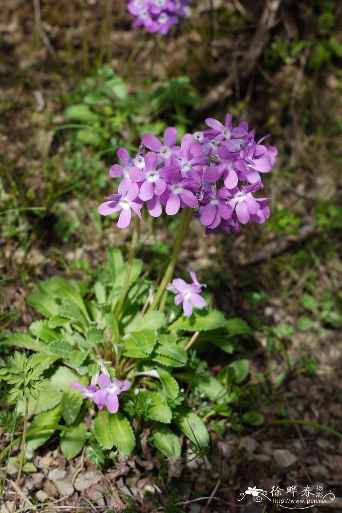 油菜花的习性