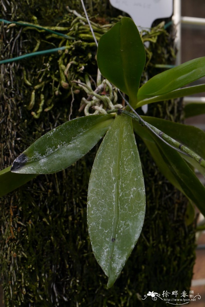 盆栽桂花