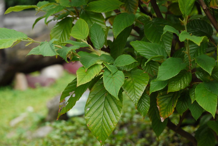 不死鸟植物