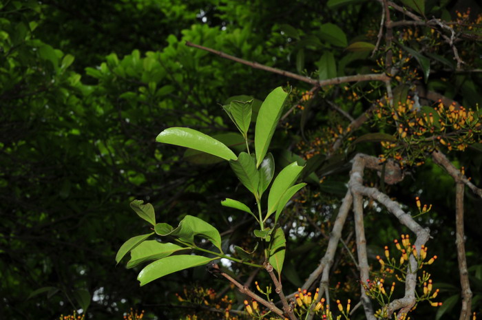 黄冠梨