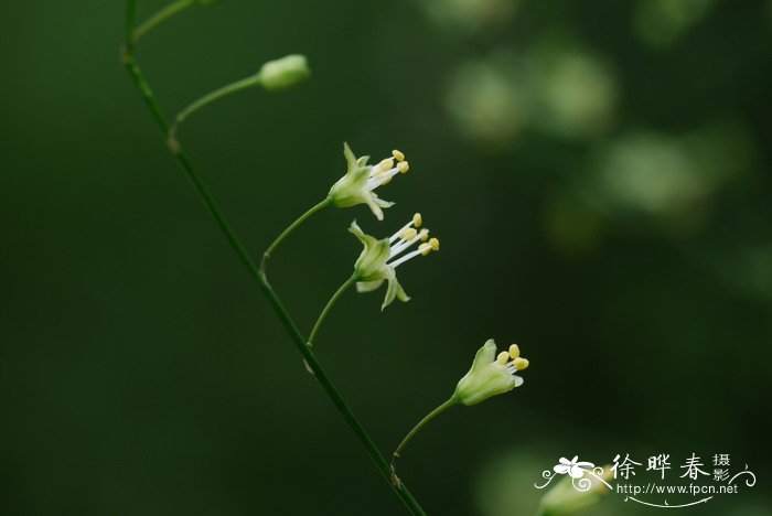 雪割草