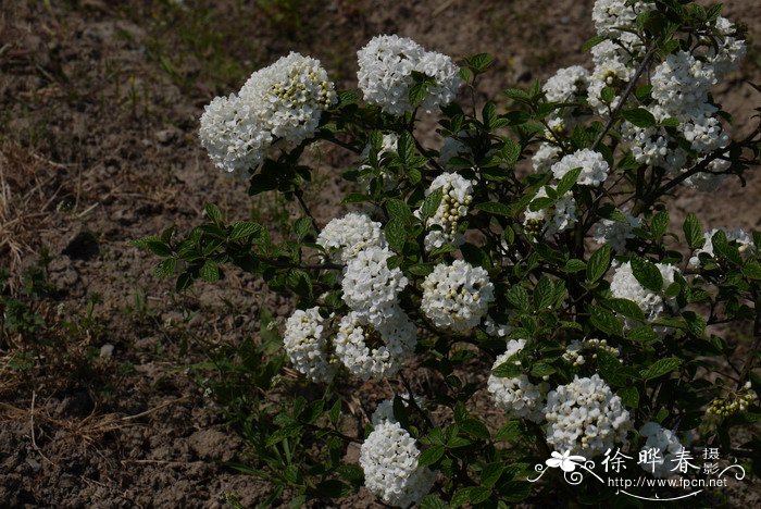 枝枝花