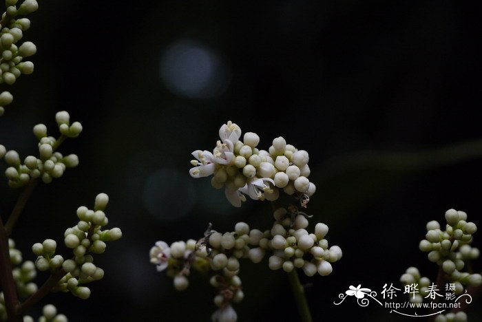 百合花怎么种植方法