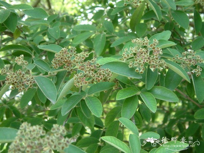 油桐花