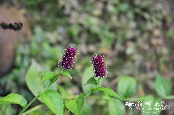 油菜花图片大全