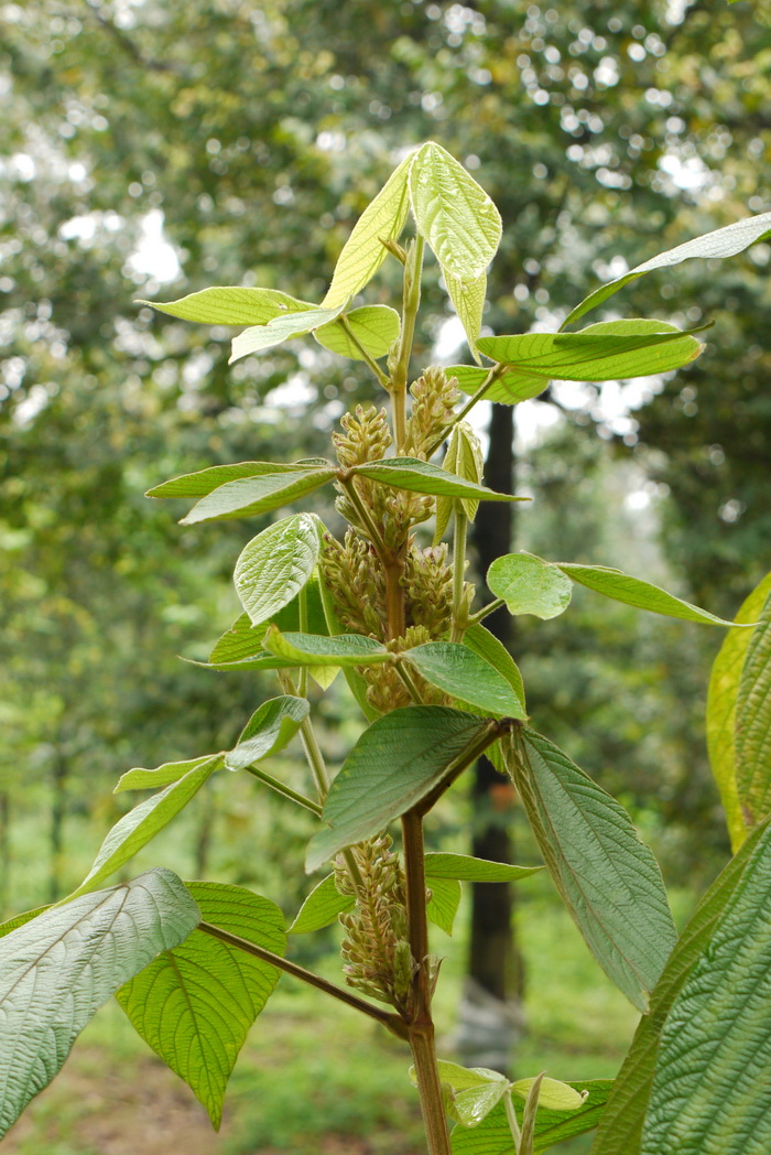 蕨类植物图片