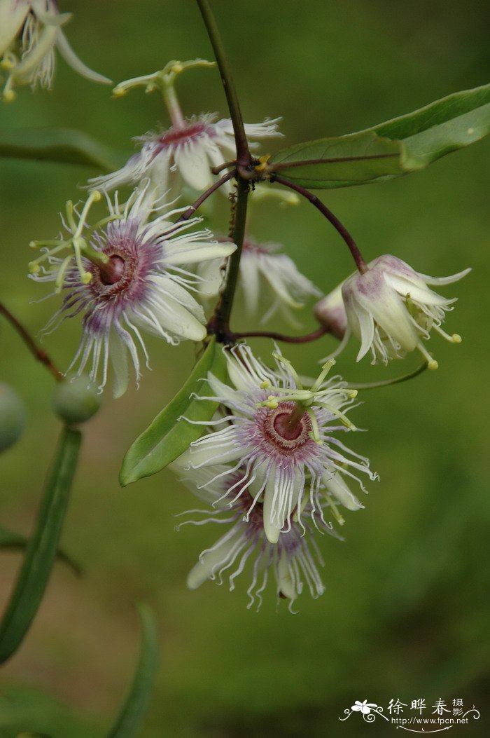 附子花