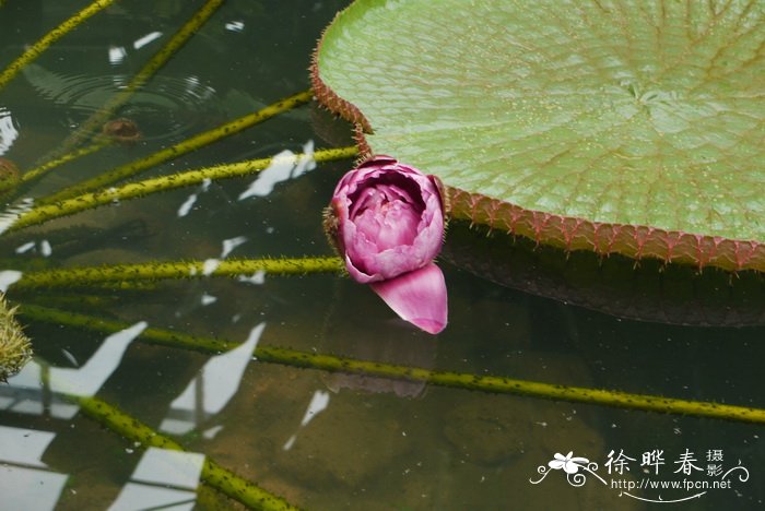 浪琴机械表价格