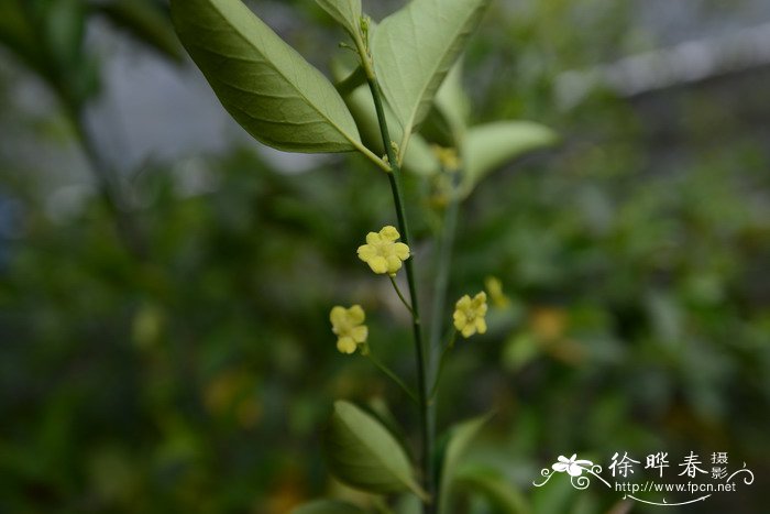 适合家里养的18种花