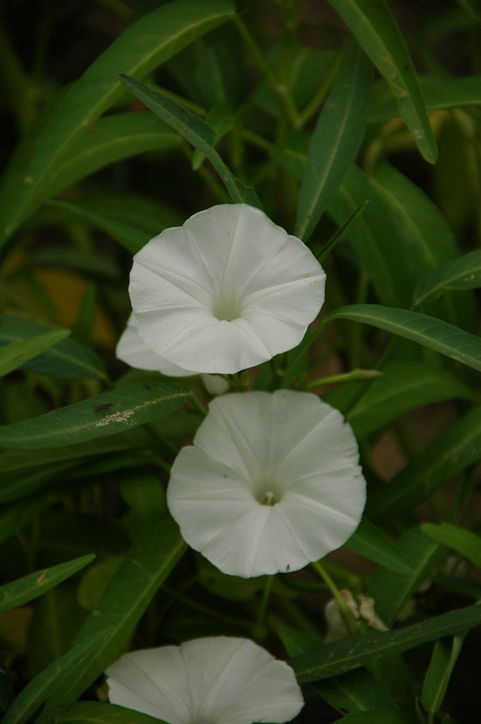 玫瑰 花语