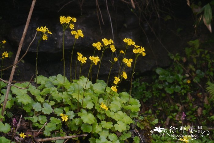 黑果花秋的功效与作用