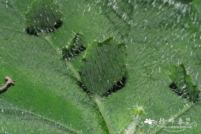 圣诞节送什么花