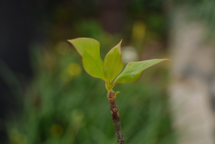 菏泽牡丹几月份开花