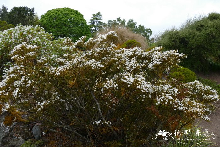 河南郑州鲜花