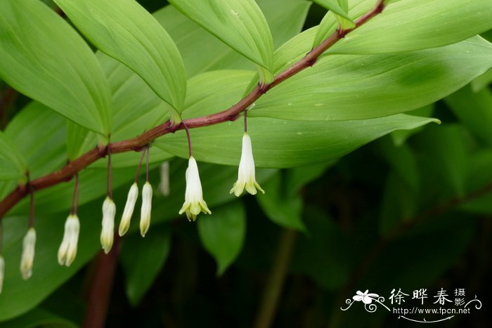 苹果苗新品种