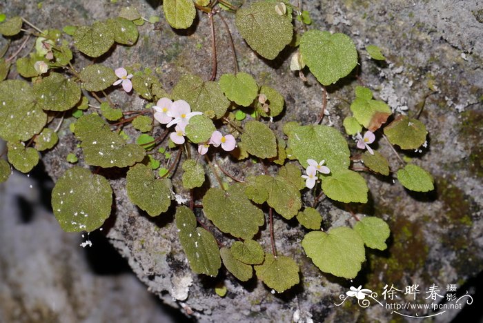 黄花风铃木