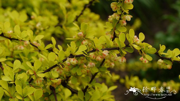 虾子花