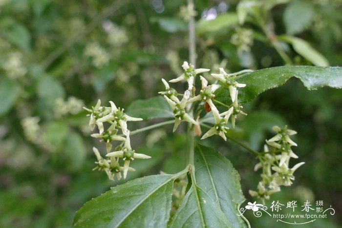 李花图片