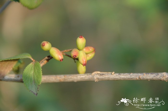 浇花用什么水好