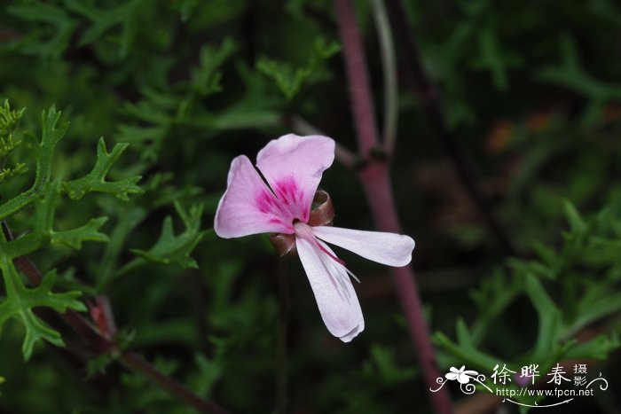 龙舌兰图片 植物