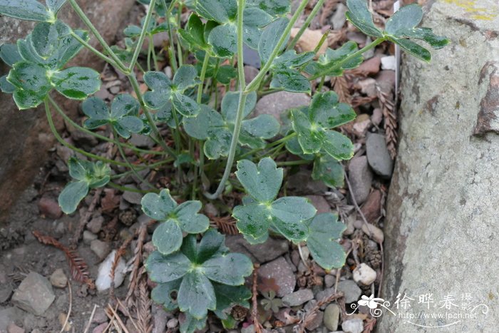 栀子花价格