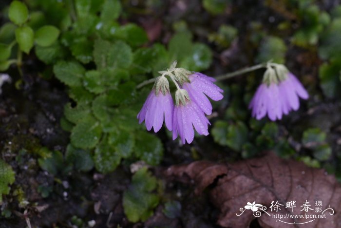 夜来香什么季节开花