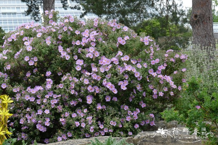 橙色郁金香花语和寓意