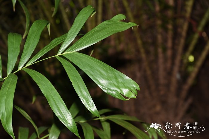 植物烂根用84消毒液