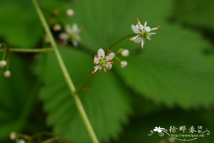 万寿菊的种植