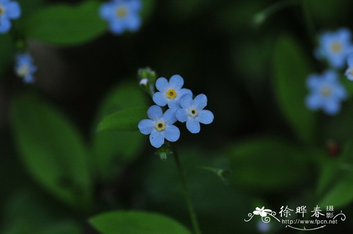 黄精图片 植物图片