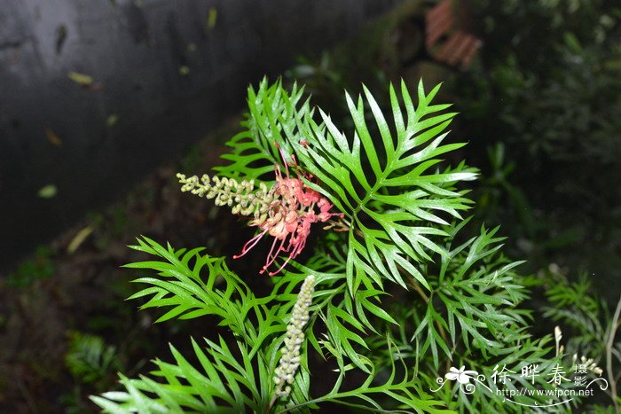 多肉植物品种名称大全