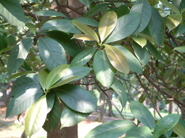 金莲花种子批发