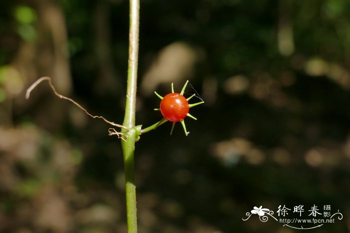 香水百合花图片