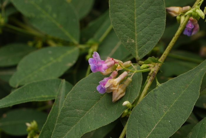 三脉紫菀