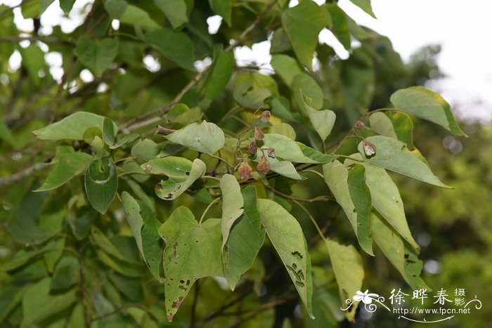 非洲茉莉图片